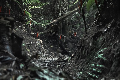 Intersections (after Lautréamont)