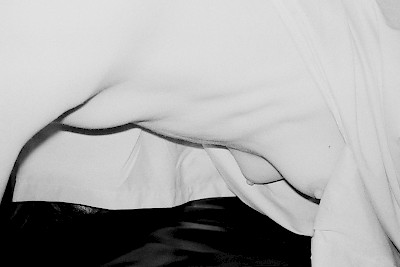 Dog Day Cabinet 2 ‘An Elegant Pose Facing Nature’