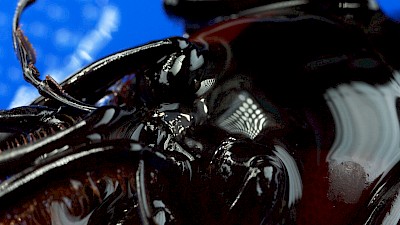 Lotte Meret Effinger