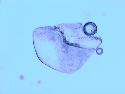 Exchange de Onkruidenier – Bamboo Curtain Studio Taiwan